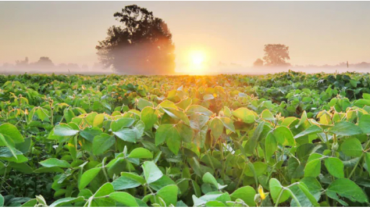 Avenir de l'agriculture : quelles ruptures scientifiques, pour quels impacts ? 